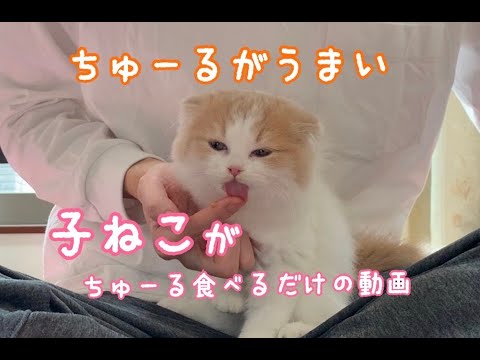 子猫がちゅーるを食べる動画【子猫】【スコティッシュフォールド】