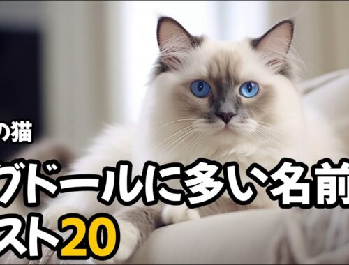 【人気の猫】ラグドールに多い名前ベスト20