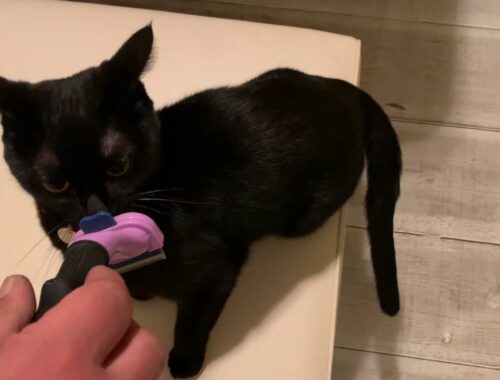 4匹の黒猫ボンベイファミリー☆ファーミネーターを使ってブラッシングしたら、特大猫玉ができた子猫ルーシー☆