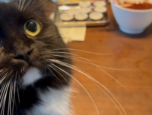 焼き菓子作りを見学に来るパン好きな猫　ラガマフィン　Cat observing sweets making