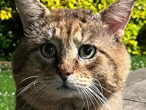 Scared feral cat turns to mush for rescuer