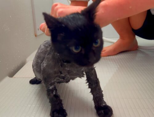 かわいい子猫のお風呂タイム‼水が苦手な夢良雅くん・・・～タオルに包まれる赤ちゃん猫〜