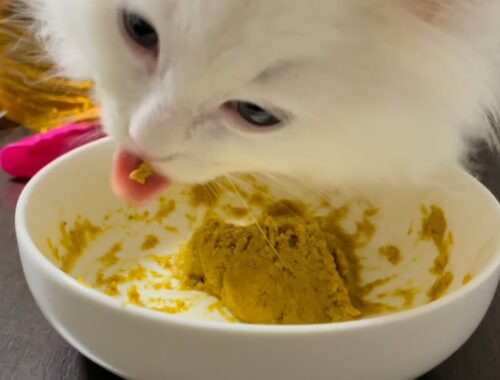 【ASMR】粘土を爆喰いする子猫