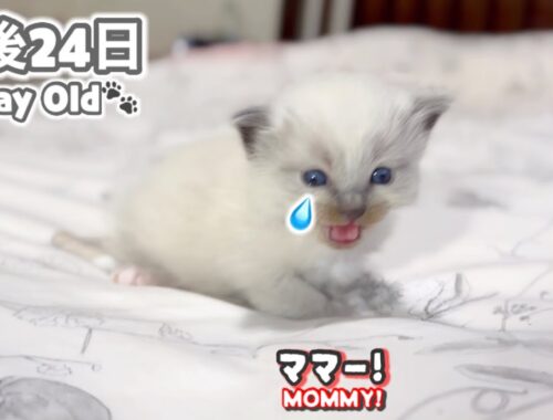 ❄️母猫から子猫をお借りしたらこうなりました... 【ママはラグドール✨パパはそり耳オオヤマネコ💪】【子猫の鳴き声】#ラグドール #子猫 #かわいい