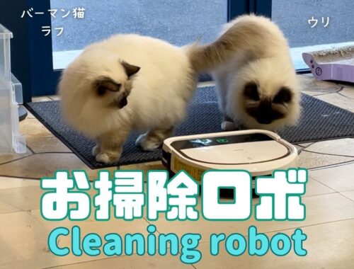 バーマン猫ミカとラフとウリ【お掃除ロボ】Cleaning robot（バーマン猫）Birman/Cat