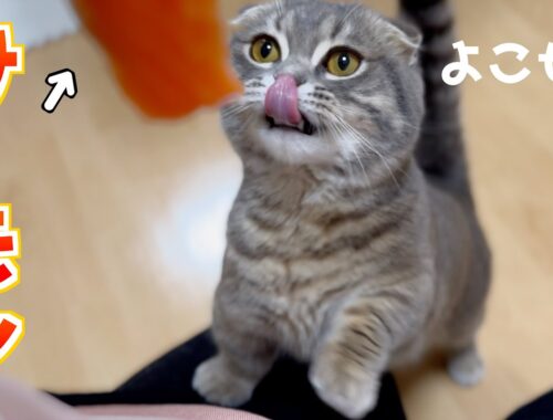 初めてサーモンを食べた猫の反応がこちらです[マンチカンの銀時]