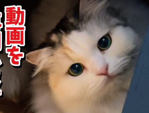 今日からつくしが復活します！【関西弁でしゃべる猫】【猫アテレコ】