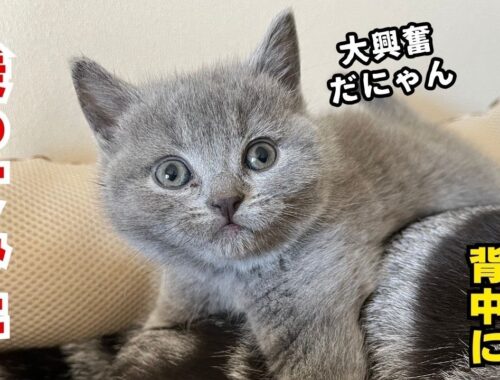 シャルトリュー子猫【モモちゃん】2024.2.9
