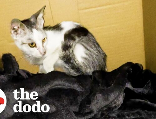 Woman Convinces Husband to Adopt Kitten By Bringing Him Home | The Dodo