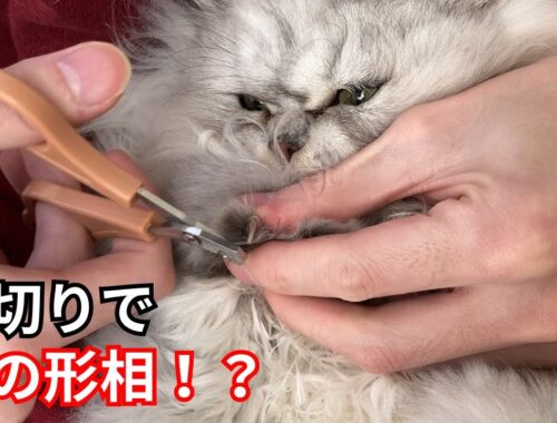 【ペルシャ猫】爪切りに挑戦！無事に切れるのか！？