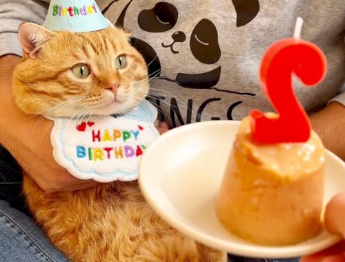 ぽちゃくん、2歳の誕生日です！ #猫 #マンチカン