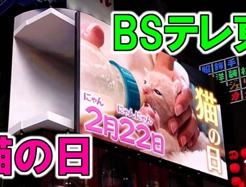 BSテレ東 ～ 猫の日 ～ フルバージョン 【東京観光】 新宿 猫 看板