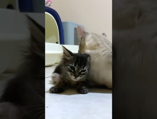 Rescued kitten captured by the resident cat because it's too cute #shorts