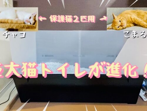 【ご報告】巨大猫トイレが少し進化したよ✨Improved big cat toilet🐈ENG