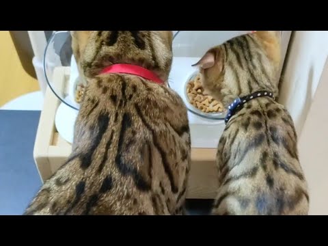 【ベンガル猫】子猫のごはんを横取りする先住猫