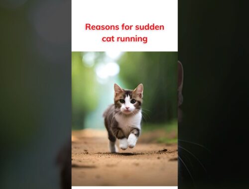 Reasons for sudden cat running