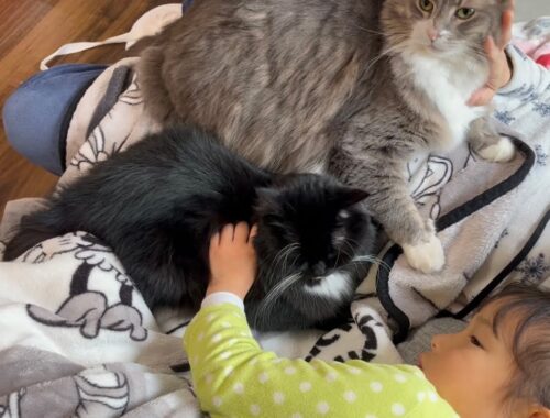 ママに近づく者に攻撃する猫　ノルウェージャンフォレストキャット　Cat who wants to be closest to mom