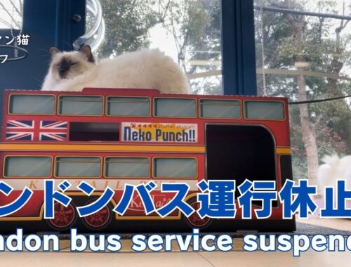 バーマン猫ラフとミカ【ロンドンバス運行休止中】London bus service suspended（バーマン猫）Birman/Cat