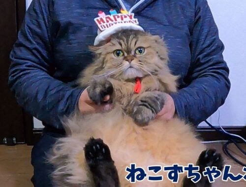 ５歳のお誕生日おめでとう♪　チンチラゴールデン「めい」　ねこずちゃんねる735 #猫 #ねこ #cat #ペルシャ