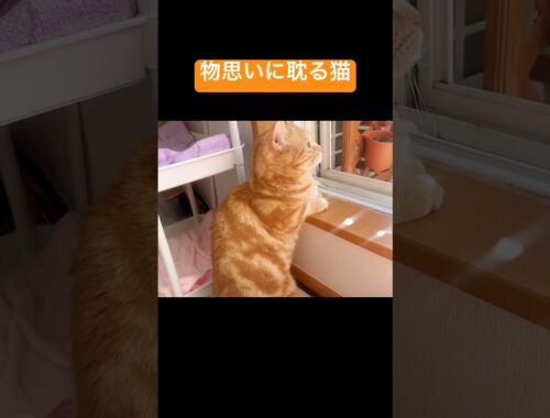 物思いに耽る猫 #猫 #マンチカン #shorts