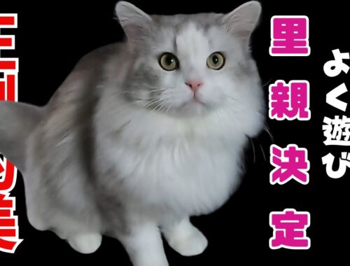 圧倒的美猫のサイベリアンの男の子遊び方はどんくさいけど里親決定（保護猫カフェ猫の惑星にゃーくる）京橋駅　Siberian cats are overwhelmingly beautiful