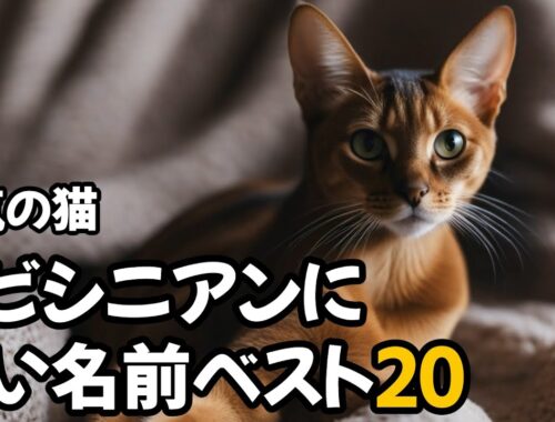 【人気の猫】アビシニアンに多い名前ベスト20