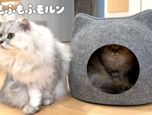 子猫と猫と猫ハウス 【サイベリアン】