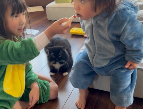 二歳児への要望が多い猫　ラガマフィン　A cat makes a request to his owner's daughter