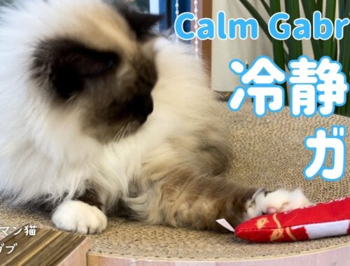 バーマン猫ガブ【冷静なガブ】Calm Gabriel（バーマン猫）Birman/Cat