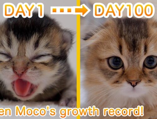 Kitten Moco's growth record! [0 days to 100 days after birth]