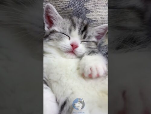 "Exploring my billi's Videos|A Brand New Kitten! #MunchkinCat #Manx #ShenzhenCattery ..."#viral ❤️😻