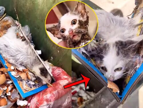Stray kitten trapped on a sticky board, howling helplessly in the garbage dump
