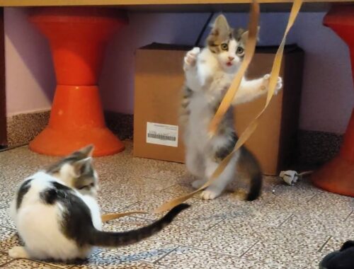 Cute Kittens Playing With Rope