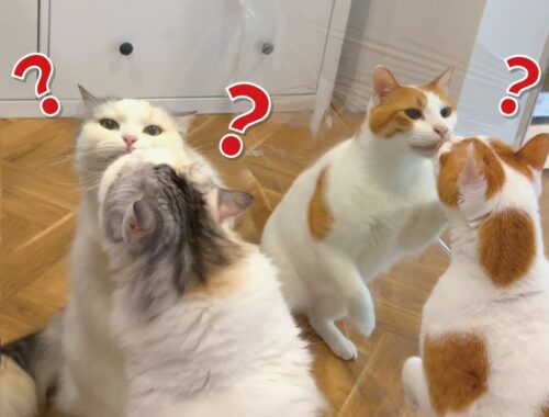 ちゅーるを塗って鏡の中の猫とケンカさせてみた結果…【関西弁でしゃべる猫】【猫アテレコ】