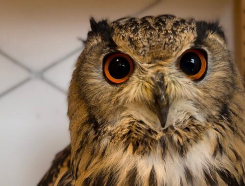 #883 3歳の誕生日を迎えたフクロウ Owl on its third birthday 【ベンガルワシミミズク】