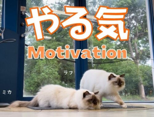 バーマン猫たちと毛玉で遊ぼう【やる気】Motivation（バーマン猫）Birman/Cat