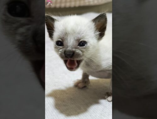 A rescued kitten learned intimidation by the resident cat at the first meeting #shorts