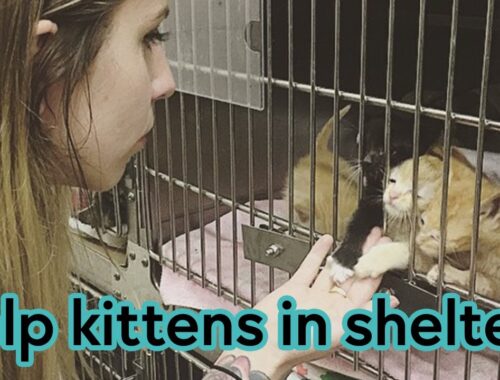 Kittens Are Dying in Shelters. Here's Why (and How to Help!)