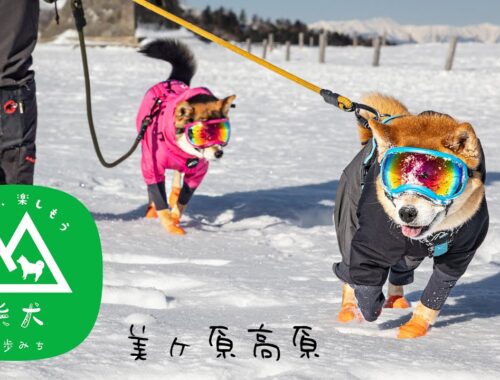 【柴犬散歩】広大な雪原をお手軽絶景スノーハイキング｜美ヶ原