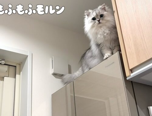 猫が冷蔵庫に登る決定的瞬間を捉えました！ 【サイベリアン】