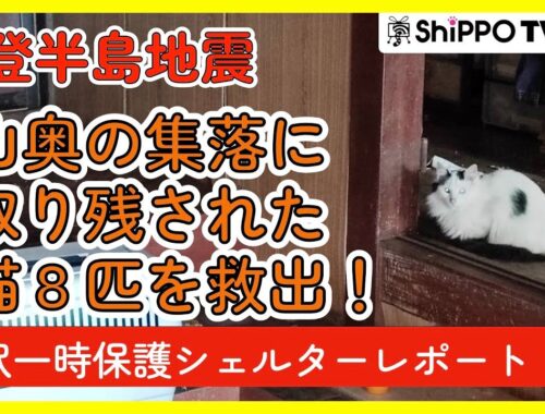 能登半島地震 被災地から猫たちを保護しました！　金沢の一時保護シェルター ペットレスキュー報告【ShippoTV 保護猫情報番組vol.29】