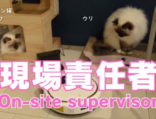 バーマン猫ラフとウリ【現場責任者】On-site supervisor（バーマン猫）Birman/Cat