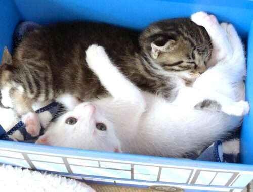 かわいい子猫の詰め合わせ箱にこの後予想外の事が起こってビックリしました【赤ちゃん猫　保護猫】
