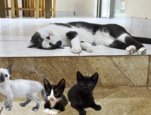 Mu, an older cat, watches over mischievous tiny kittens who are not related by blood with great love