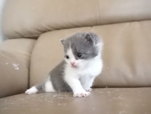 セルカークレックス子猫　2024.2.3産まれ 　ブルー＆ホワイト　　男の子　Selkirk Rex　シーダキャット猫のお店