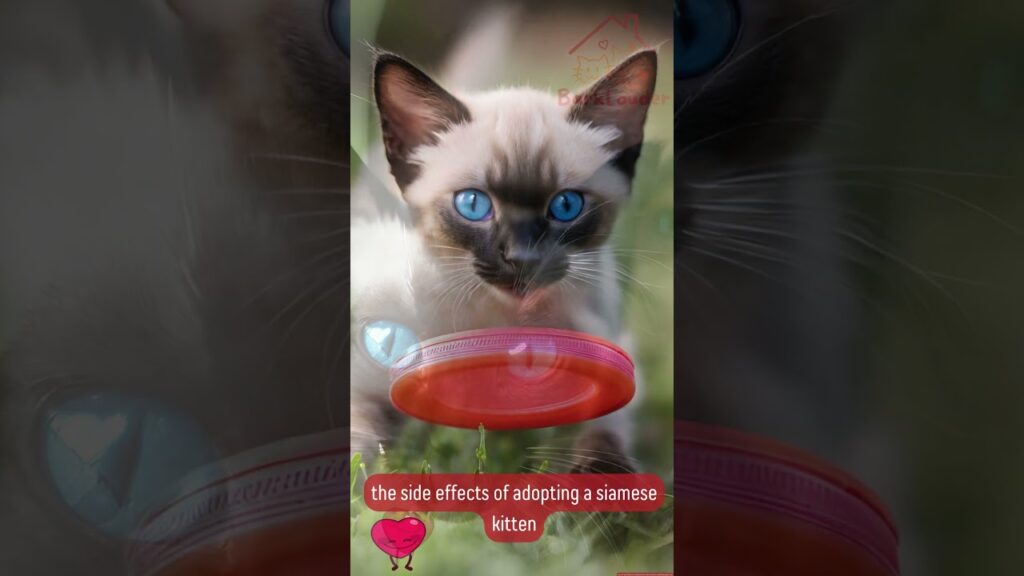 the side effects of adopting a Siamese kitten 🧡🐈 the side effects of adopting a Siamese kitten 🧡🐈