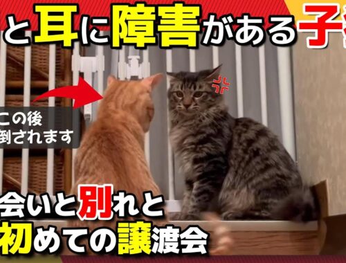 【神戸保護猫】目と耳に障害がある子猫 出会いと別れと譲渡会デビュー