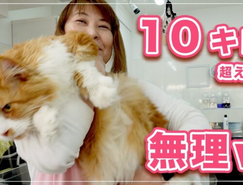 【ムーミンちゃん】10キロオーバーの猫ちゃんが大きすぎて、もう無理ｗｗｗ【メインクーン】