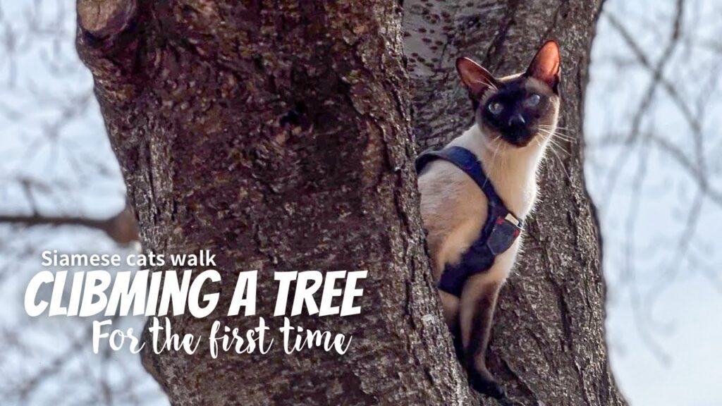 Siamese cats walk - Cat climbing a tree, Winter vlog