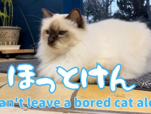 バーマン猫ラフとガブとミカ【ほっとけん】I can't leave a bored cat alone（バーマン猫）Birman/Cat